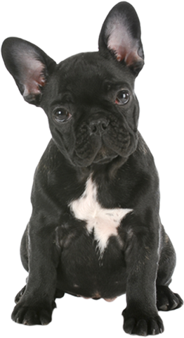 groomax-dog